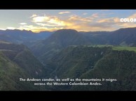 Колумбия. Discover the majesty of the Condor in The Colombian Western Andes